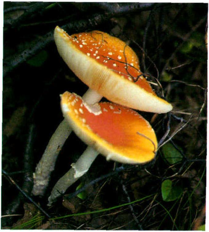 Amanita muscaria (L.: Fr.) Lam.